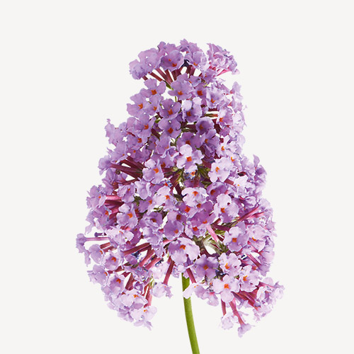 Lilac Accord