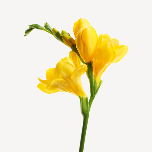 Notas de flores amarillas