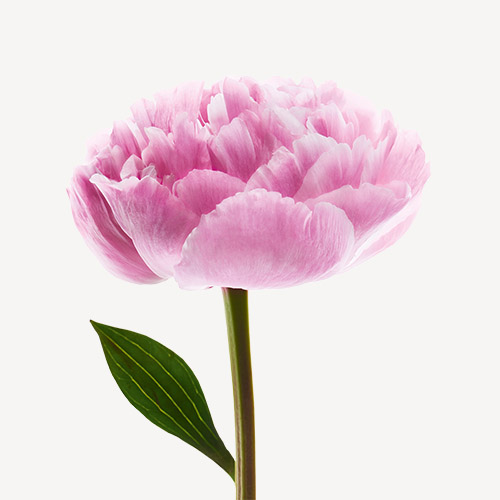 Peony Accord