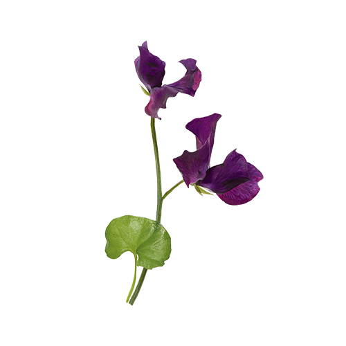 Violet leaves absolute