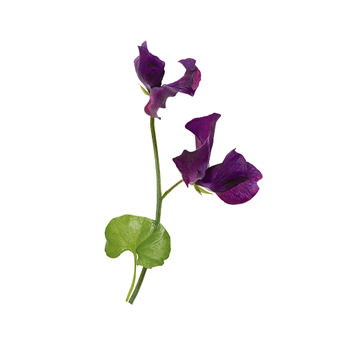 Absolu de feuilles de violette