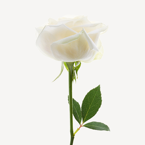 Lotus Rose Accord