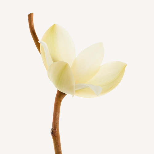 Magnolia