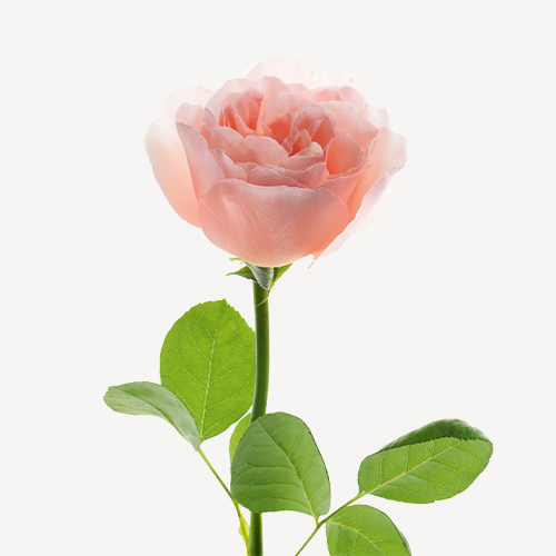 Damascena & Centifolia Roses
