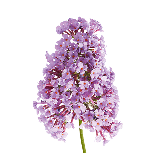 Accord lilas